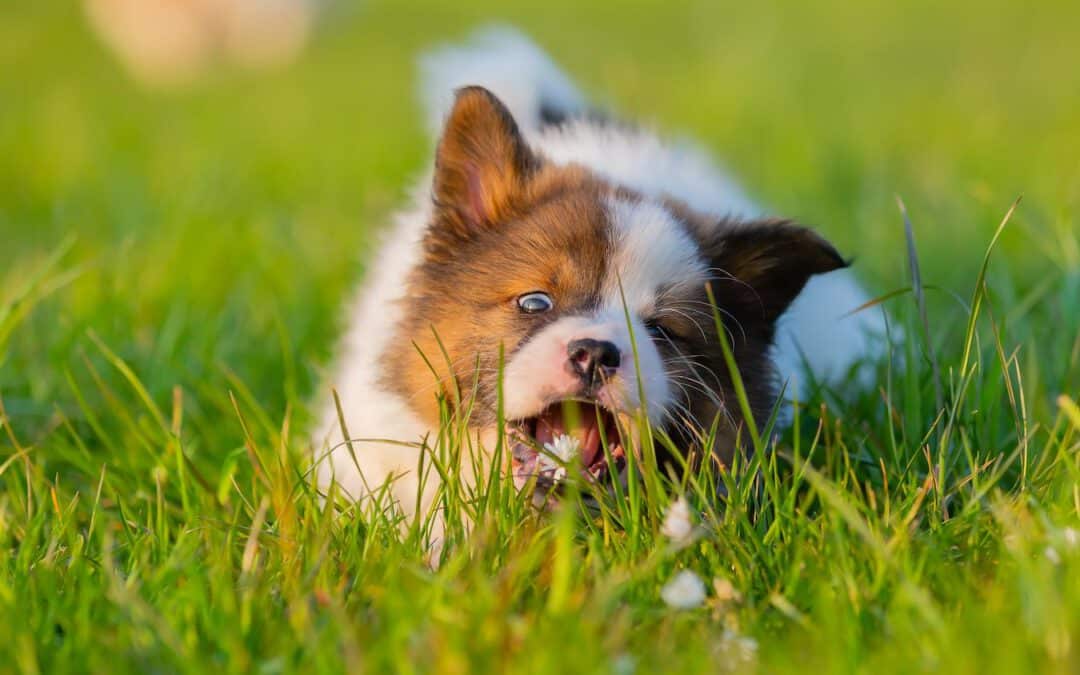 Why Do Dogs Eat Grass? Is This Normal?