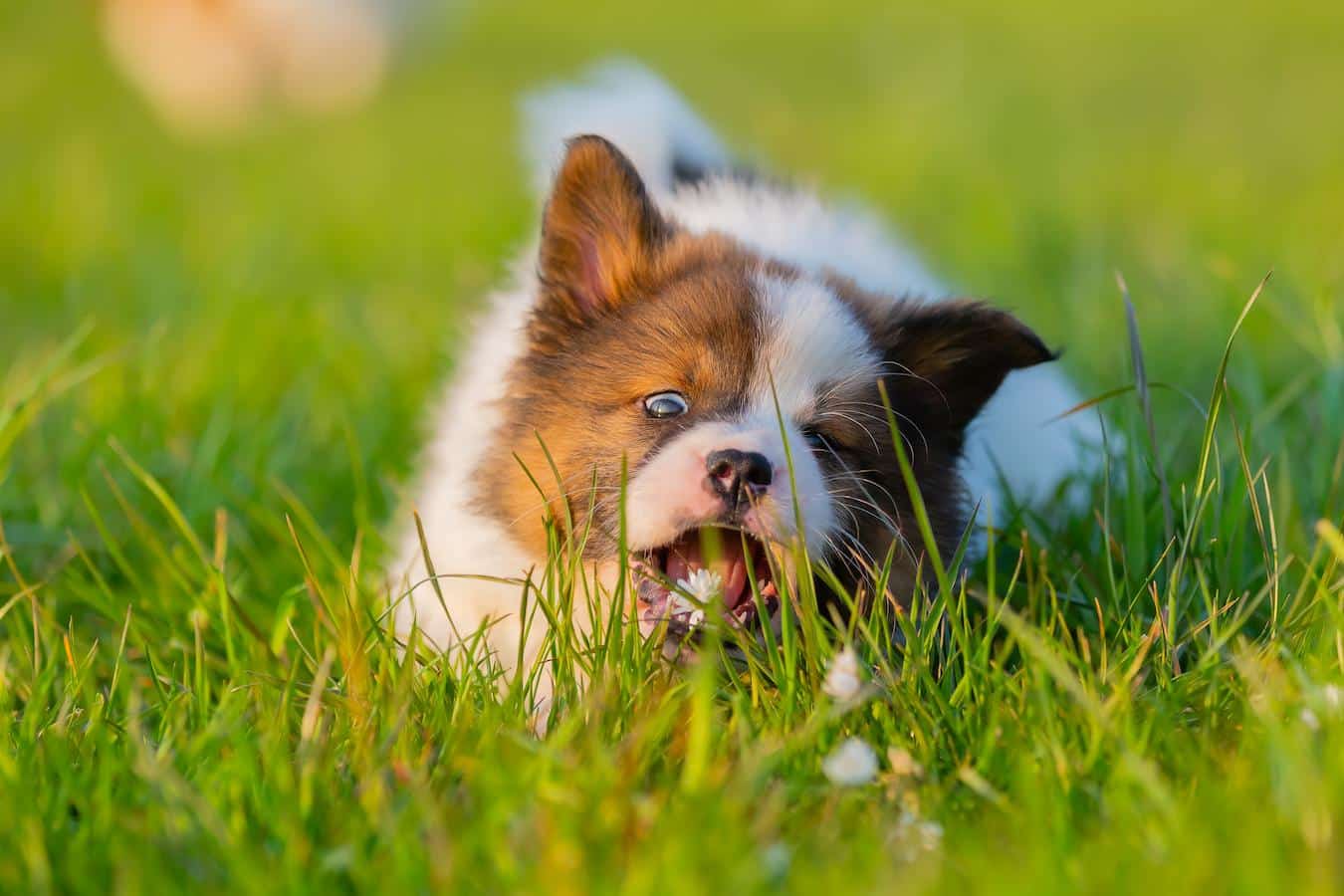 Picture of Why Do Dogs Eat Grass? Is This Normal? - Scoop Masters