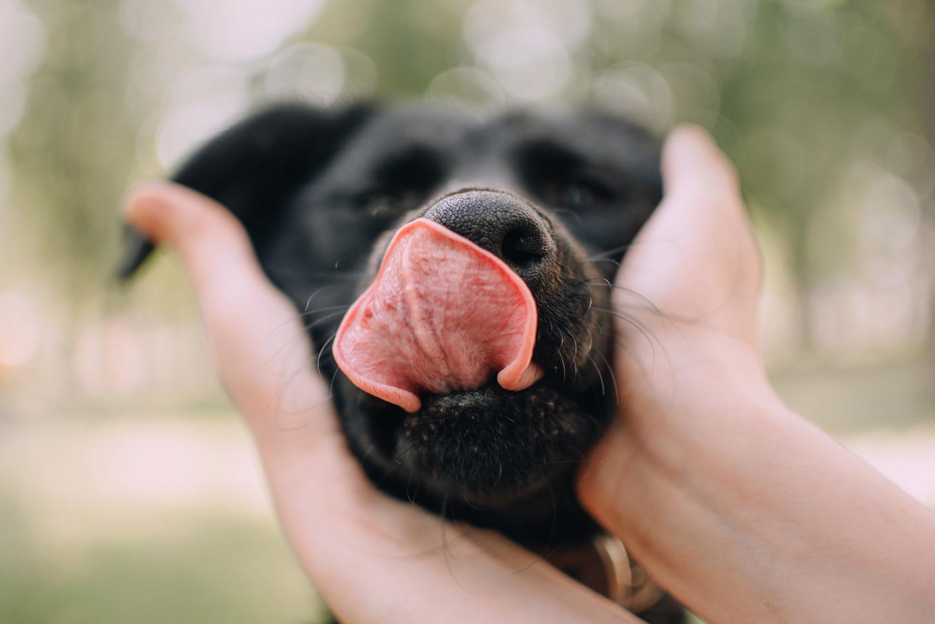 a dog's tongue one behavior many dogs licking dog's health dog's licking dog licks dogs licking dogs express dog's sense attention licking