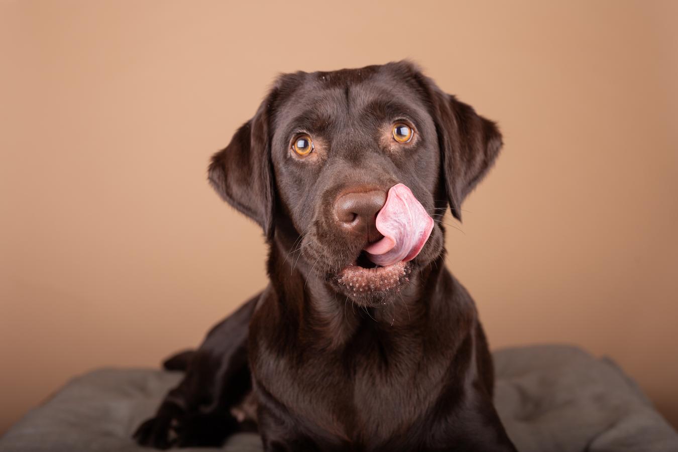 chocolate lab dog licking his lips temperament comments comment account answer dog breed dog breed quiz register steak lifestyle wondering