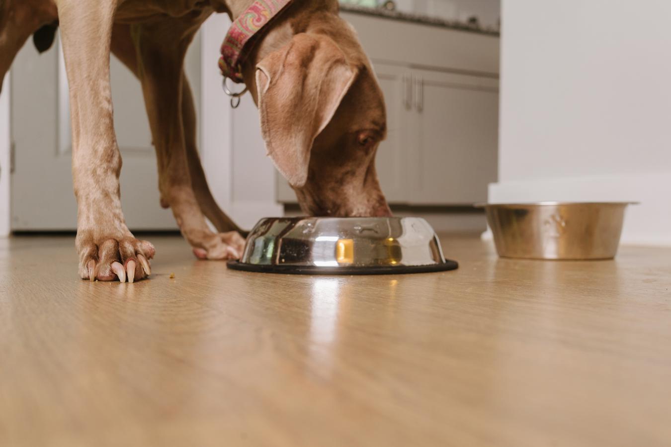 dog eating out of a bowl bred multiple people feeling unwell feeling anxious veterinarian many dogs dog follow stick close behavior puppy person dog follows human puppies bond human