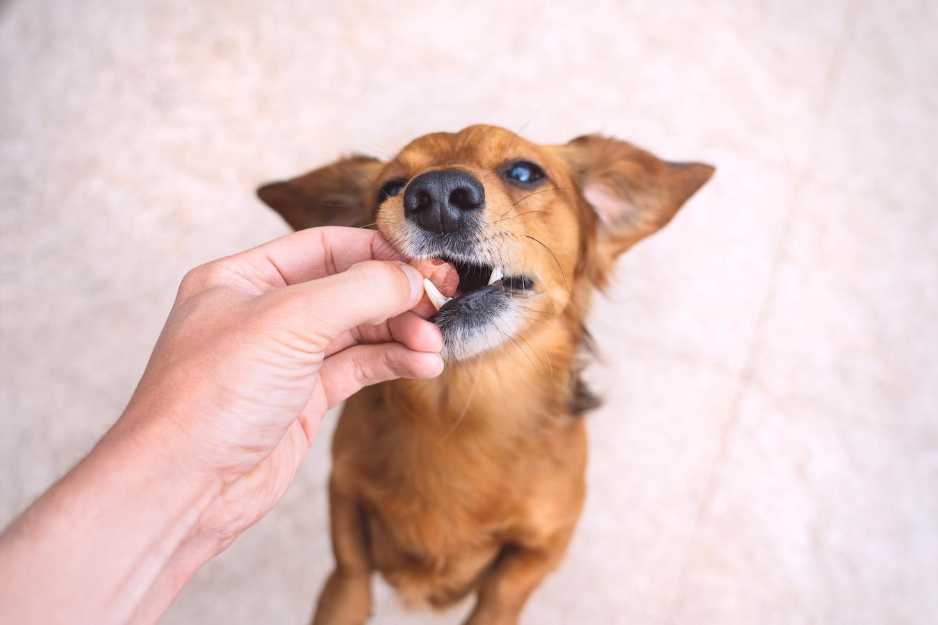 feeding a dog a treat dog's environment pet food new food same food dog's diet dog eat treats dental problems foreign body gastrointestinal tract poor appetite start eating blood diseases