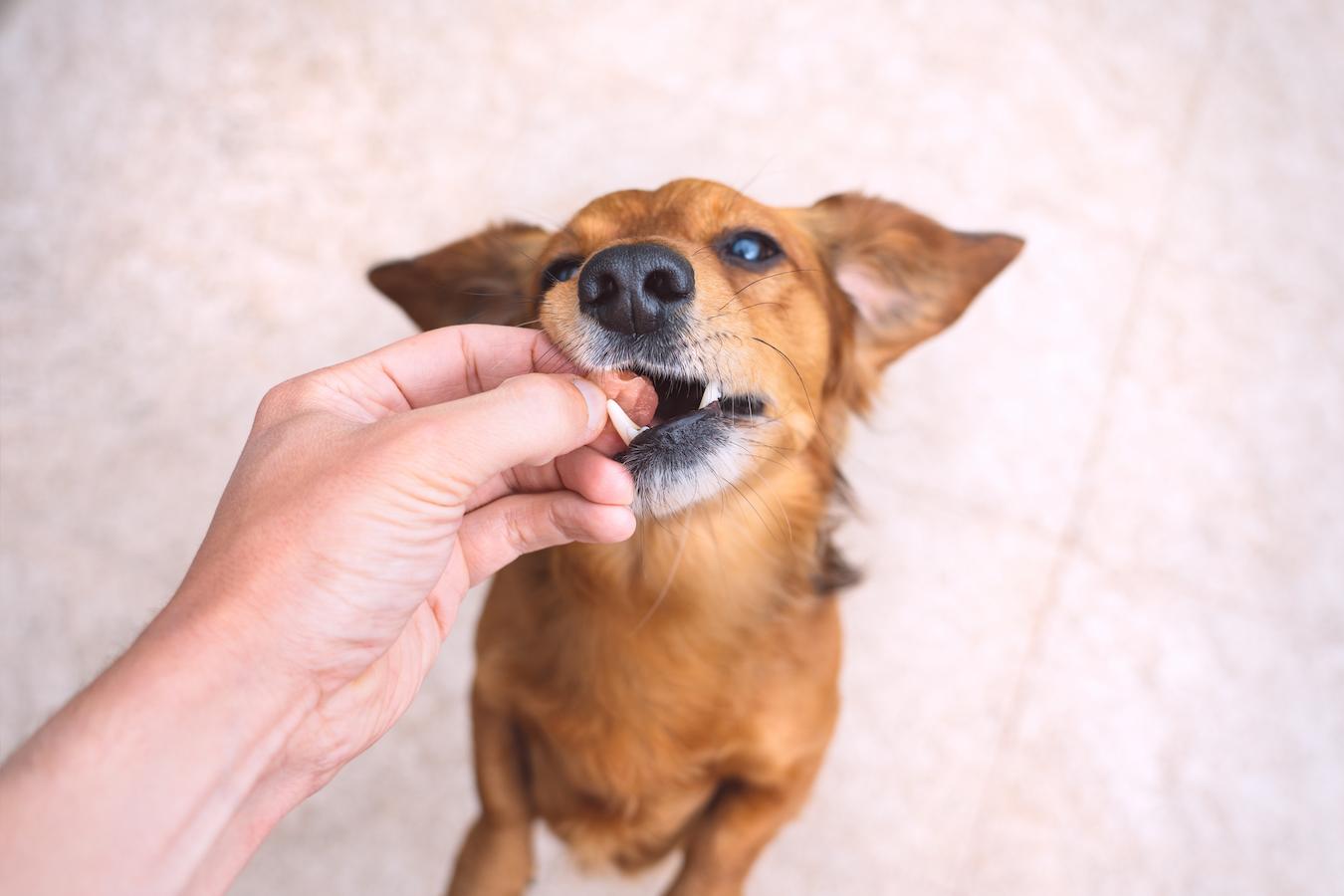 5 Ways To Trick Your Dog Into Thinking His Food Is A Tasty Treat Scoop Masters