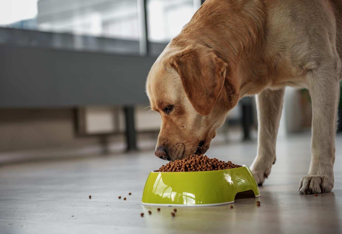 lab eating from dog bowl veterinary advice dental disease food's aroma special treats senior dogs dog's refusal liver cancer stop eating food baby food