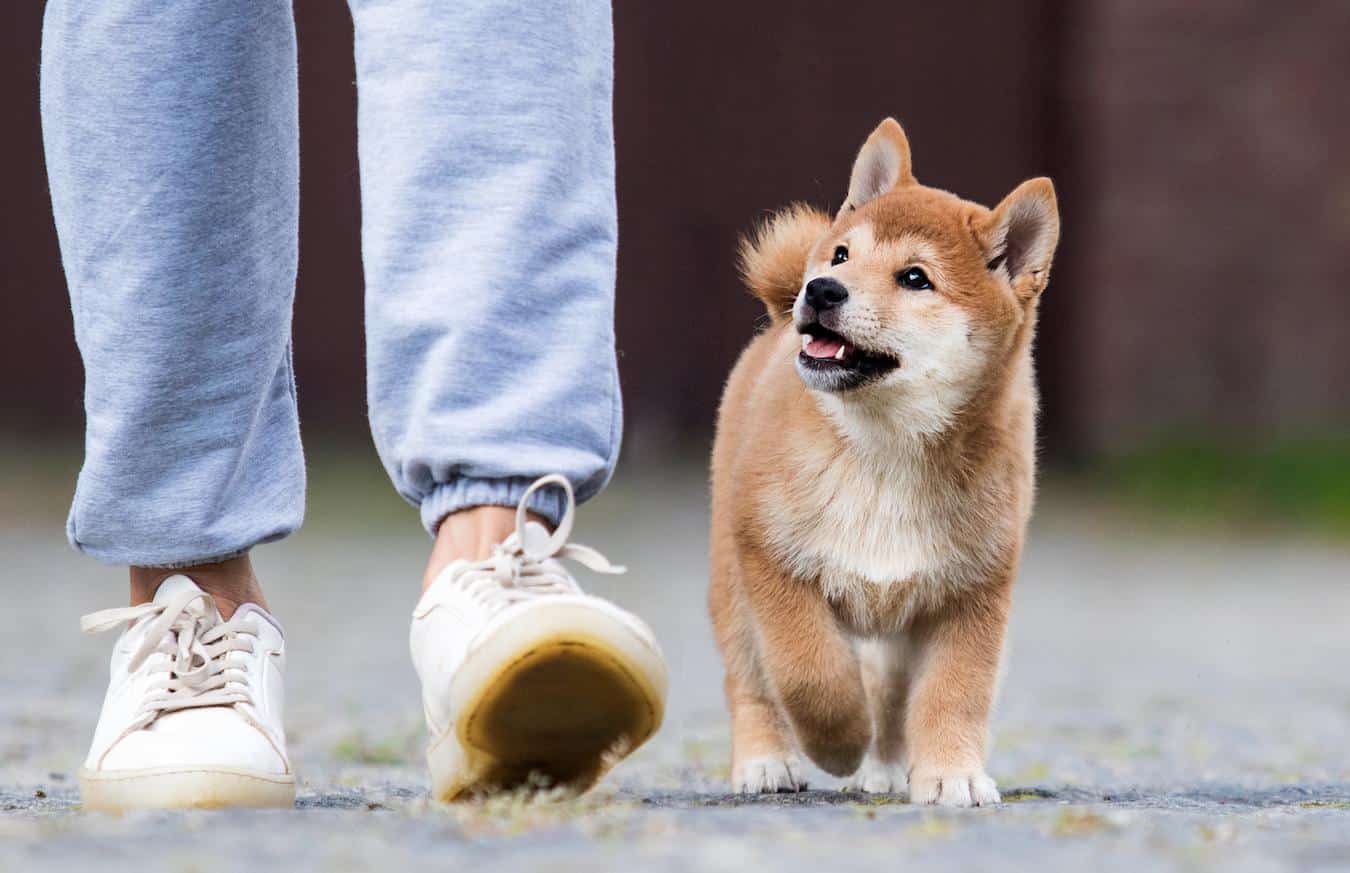 little dog following someone favorite person body language social animals dog attention commonly asked questions unconditional love example environment bond wonder desire pain reward affection