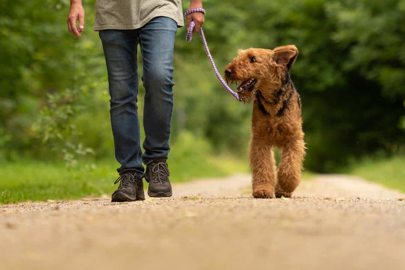 man taking dog for a walk favorite dog food allergies kidney diseases fast food hamburger spoiled food eat his food drug therapies digestive enzymes sick dog won't eat table scraps