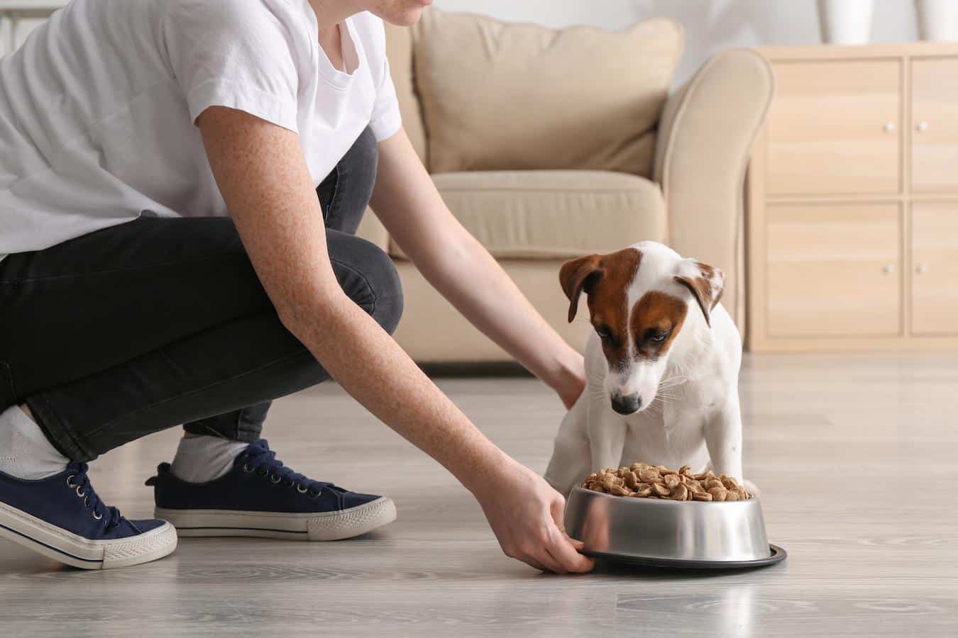person putting down a bowl for their dog raw food dog starve partial anorexia healthy dog won't eat food but will eat treats dog eat treats reasons dogs