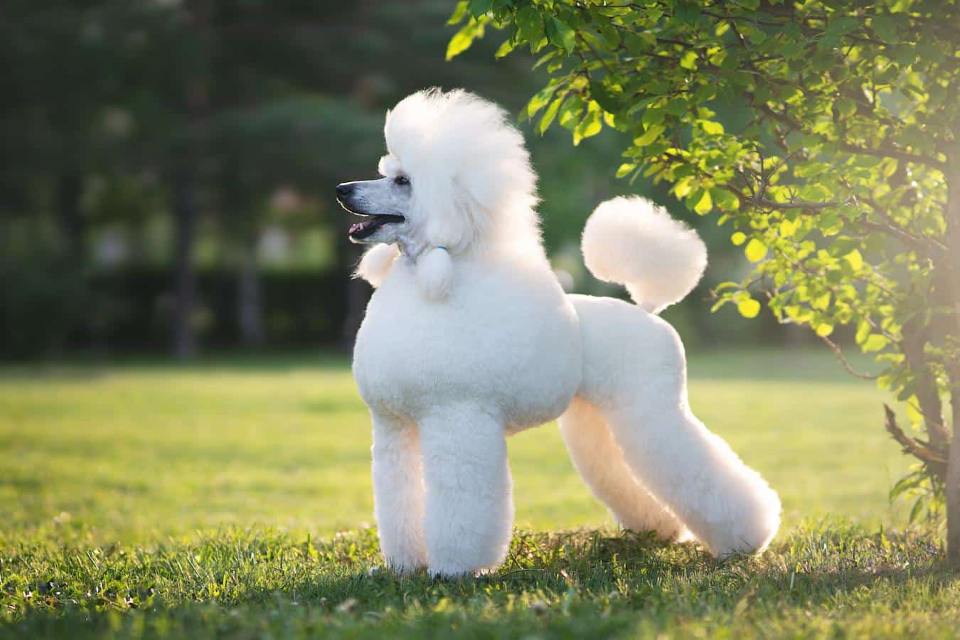 poodle dog posing brave sign bed humans rest cute food quiz quiz eat loved ones sleep quiz dog breed dog breed temperament wondering match