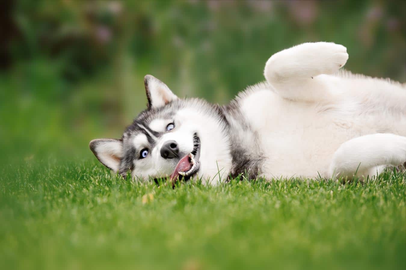 siberian husky dog rolling in the grass quiz quiz quiz dog breed dog breed popular dog breeds pet peeves more quizzes love dogs describe