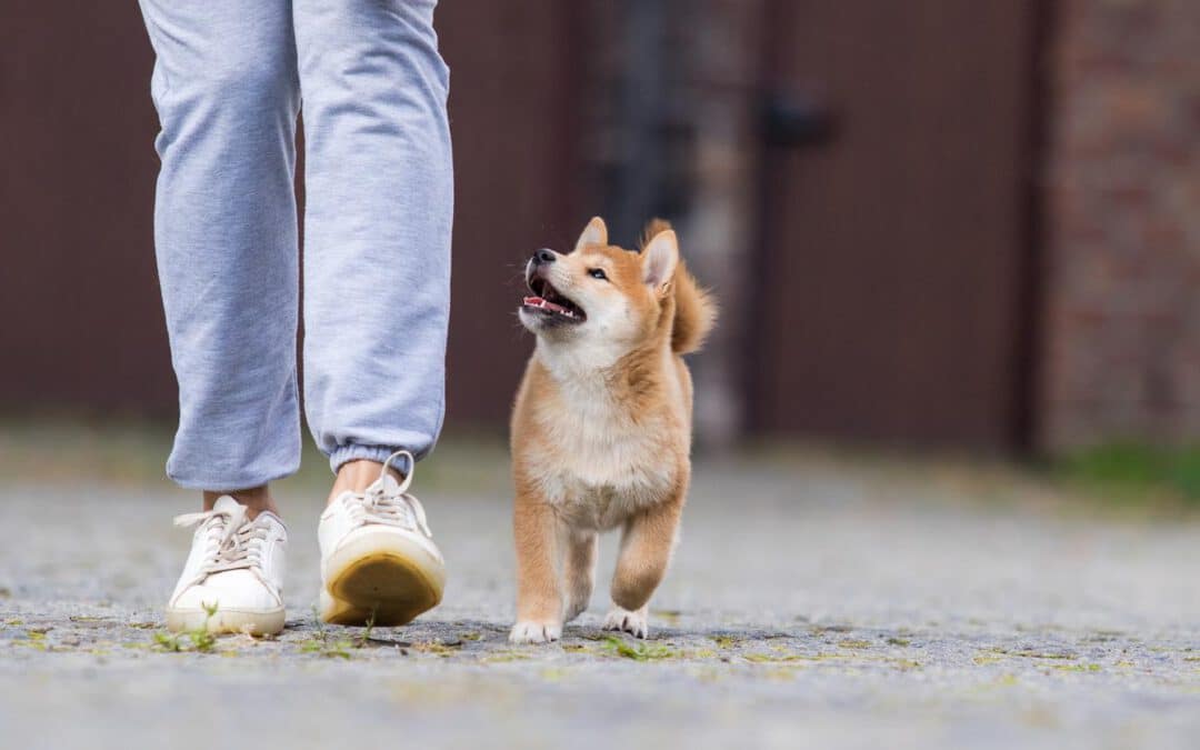 Why Does My Dog Follow Me Everywhere? 10 Reasons Why