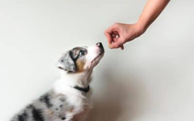 5 Ways To Trick Your Dog Into Thinking His Food Is A Tasty Treat