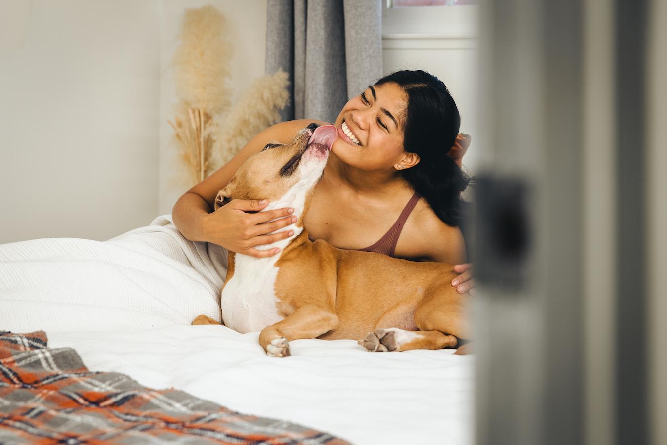woman in bed with her dog dog dog dog's face dog is licking hot spots grooming dogs to lick your face body language problem licking