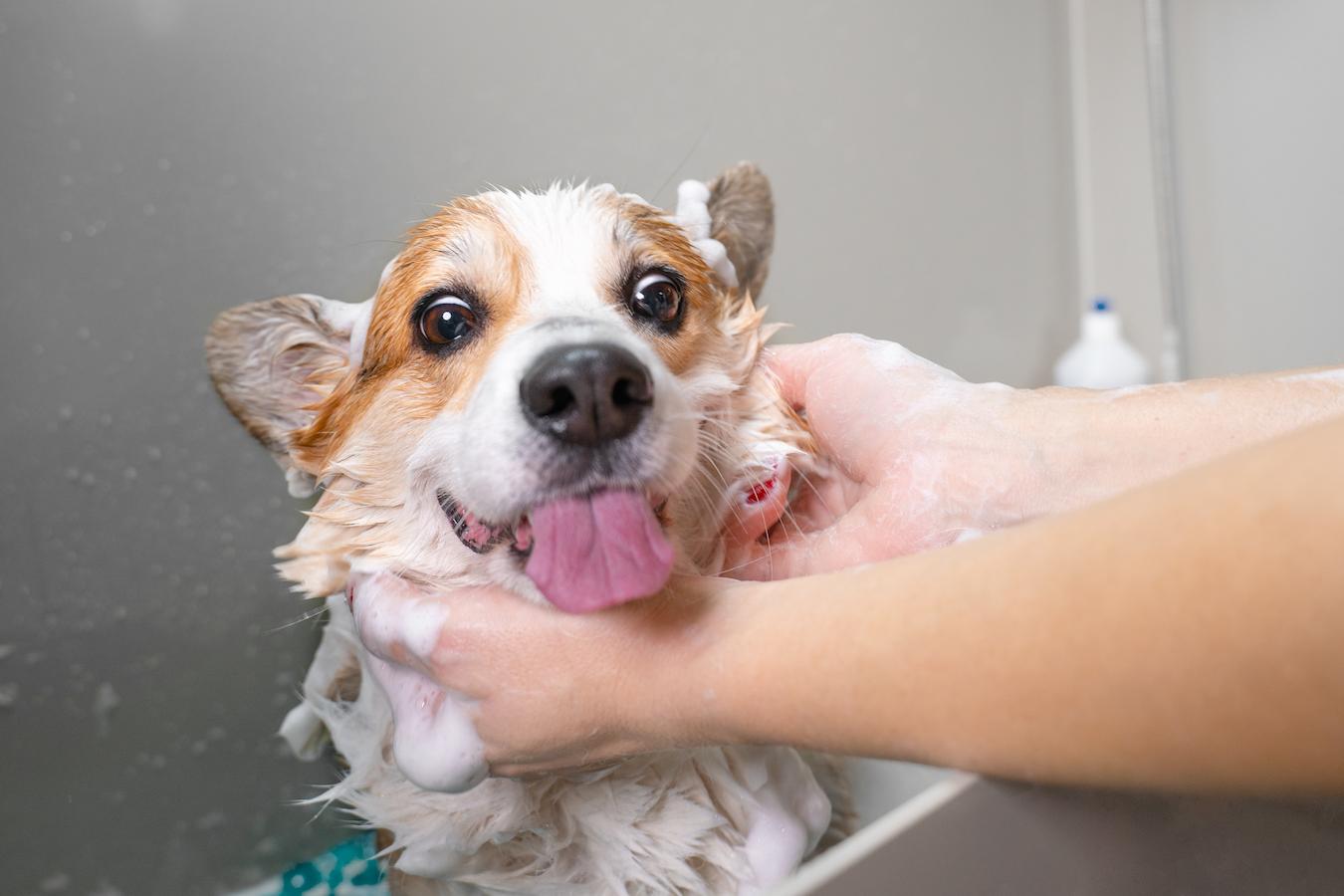 crazy dog in the bathtub dog regularly stinky pup coat type dog's breed few times