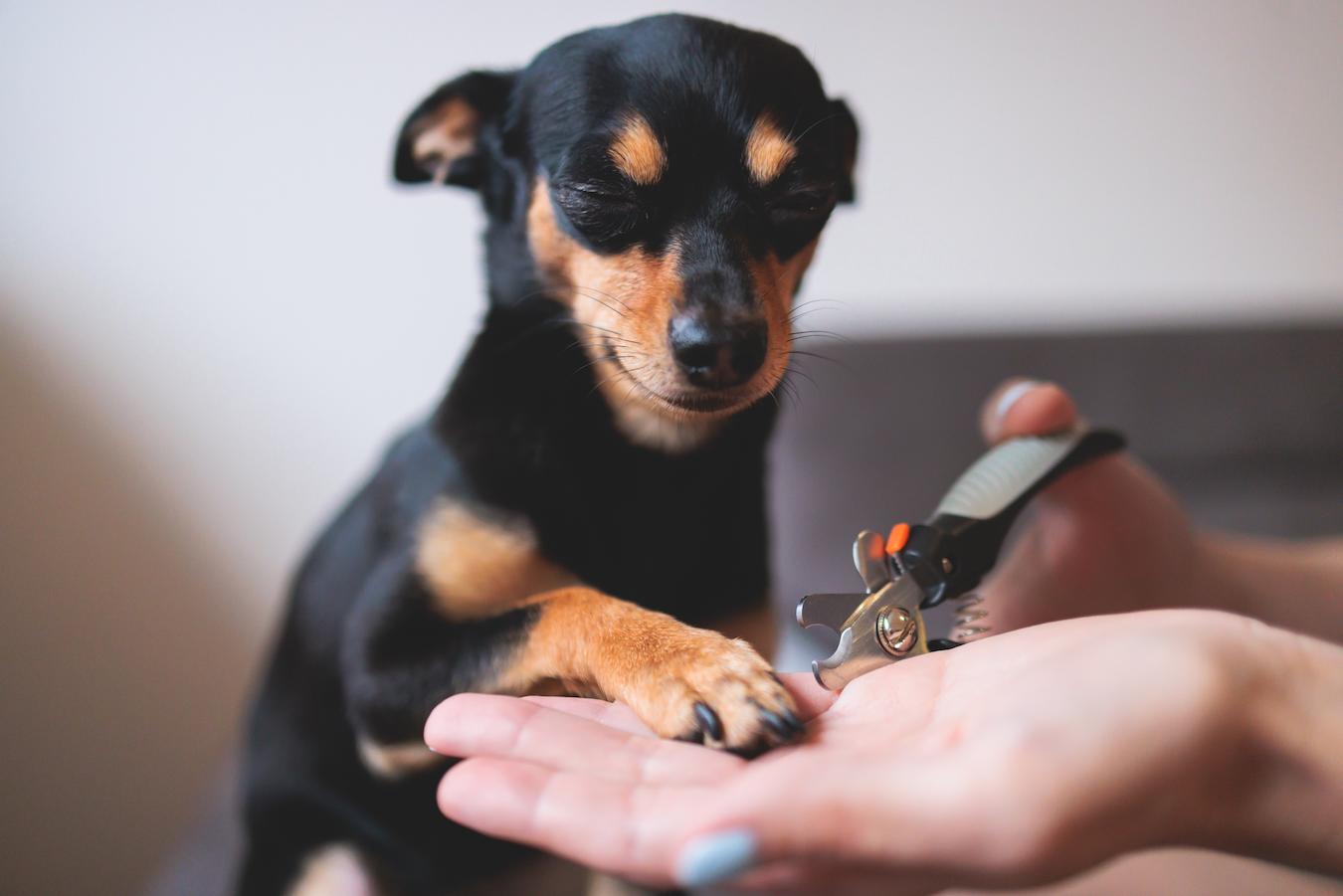 dog getting their nail trimmed dog's quick front legs hard ground dog lots paw pad one nail trims dog sniff toe inner side big chunk tips skin foot treats bleed treat pet tips pet nail