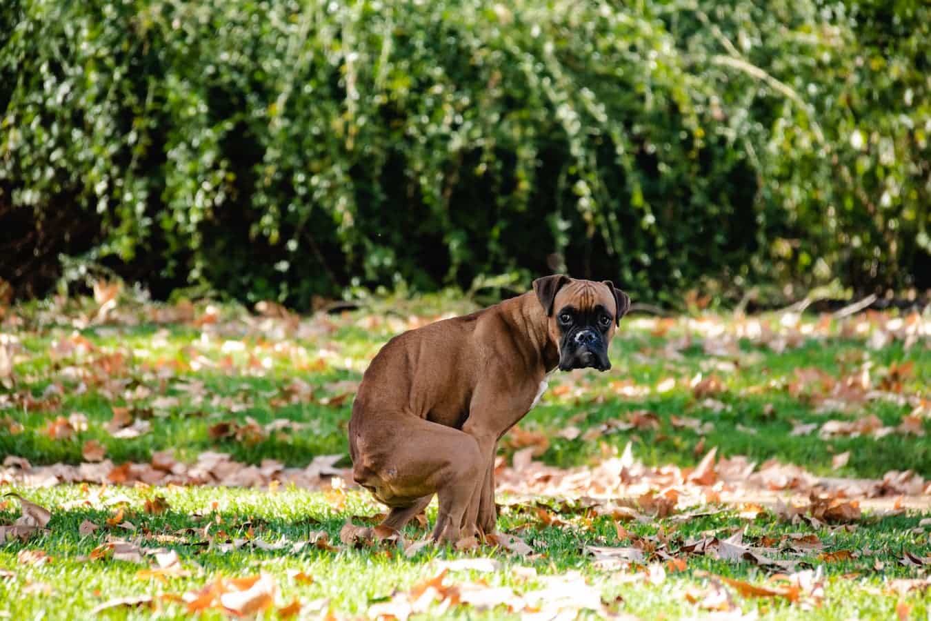 dog pooping outside dog's diarrhea pumpkin pie filling kidney disease dog's poop dog eating plain cooked white rice veterinary attention eating garbage mild diarrhea canned plain pumpkin dog's poop