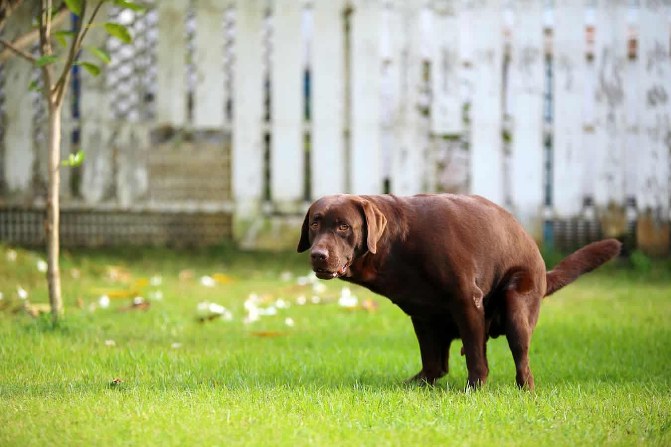 dog pooping outside veterinary attention sticky gums compromised immune system appetite weakness signs giardia bacterial infections dog diarrhea depends stop diarrhea regular food