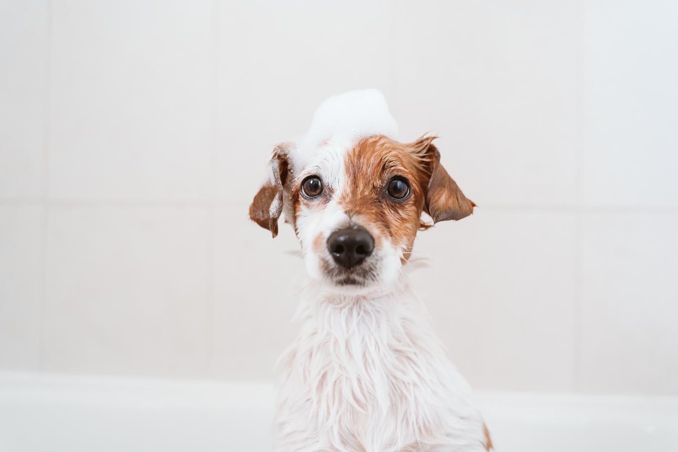 dog sitting in a bathtub veterinarian dirt dogs dogs dogs dogs