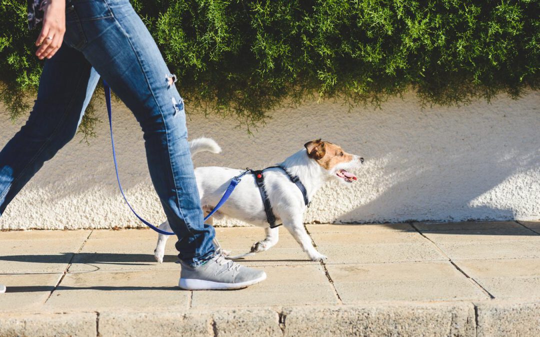 How Often Do You Walk Your Dog