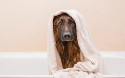 How Often Should You Bathe Your Dog?