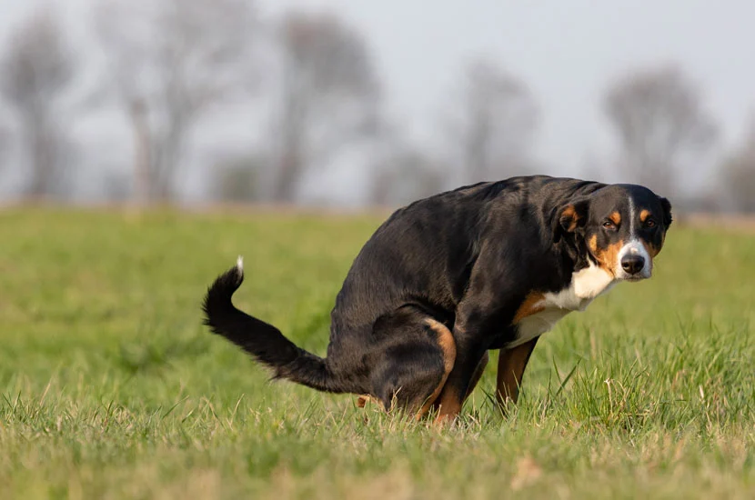 Image of dog pooping for pooper scooper service austin texas scoop masters pet waste removal