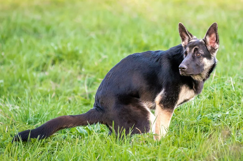 image of dog pooping for nashville scoop masters pet waste removal service scooping page