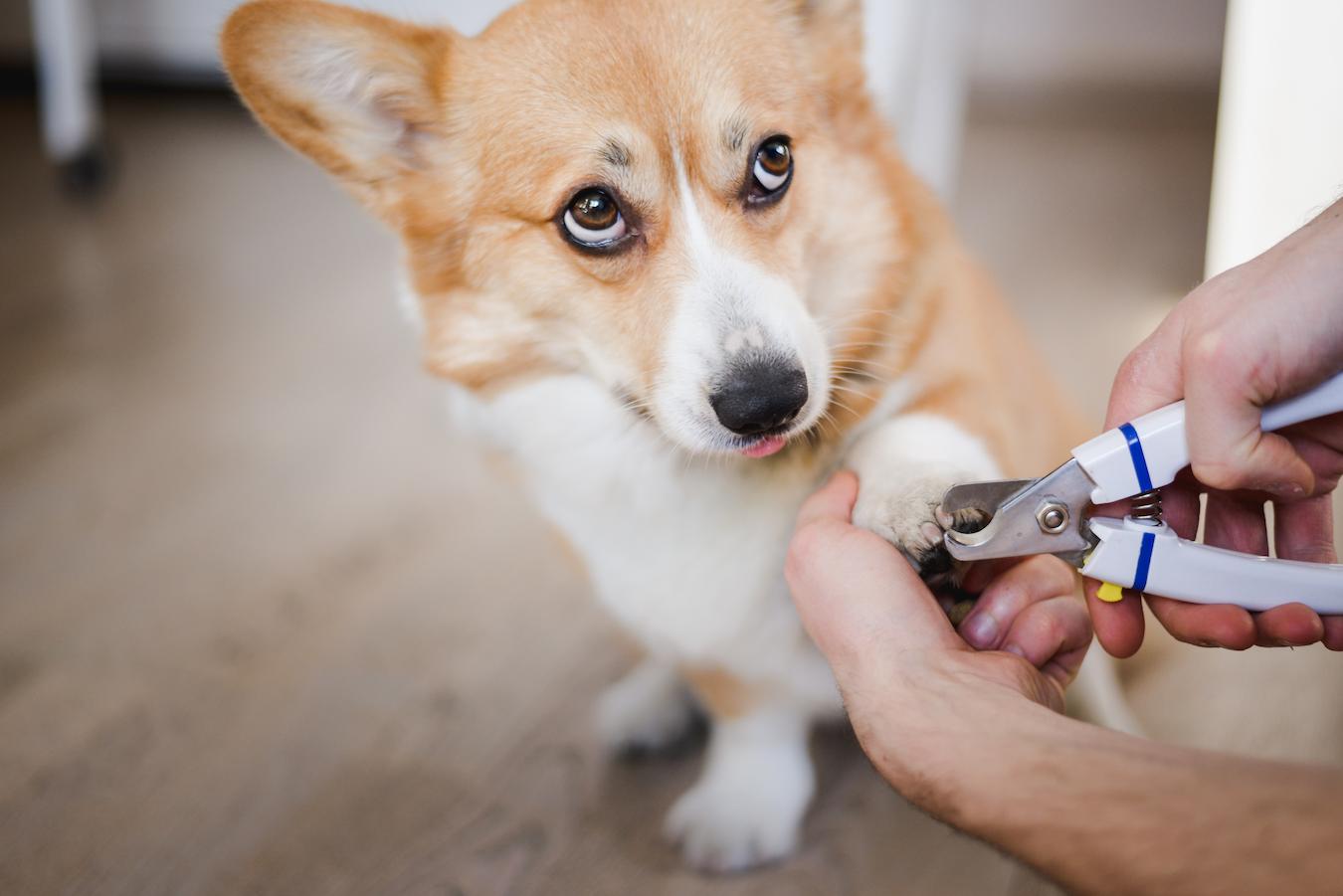 sad dog trimming nails double dewclaws paw backward risk hitting grinding tool makes pointed tip black nails pet's nails properly trim rough edges dog's paws most dogs dog's toenails nail starts