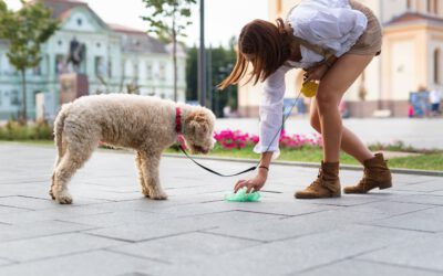 The Most Common Causes Of Diarrhea In Dogs And How To Fix Them