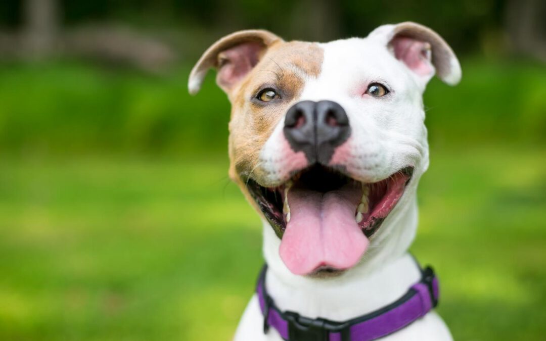 Excessive Panting In Dogs And What It Means