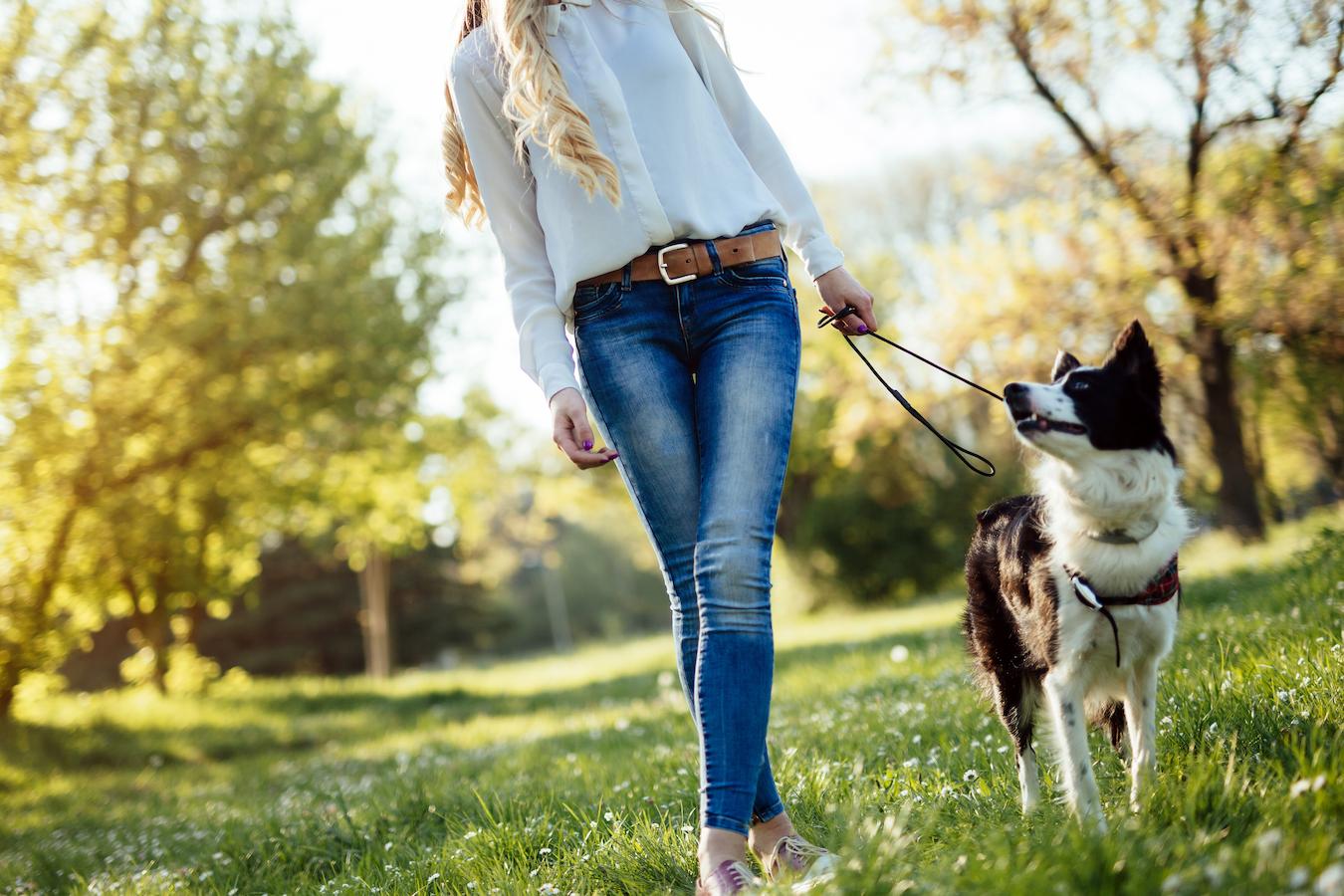 woman walking her border collie dog extra calories walking your dog middle aged both you bigger dogs early morning general rule puppy other animals