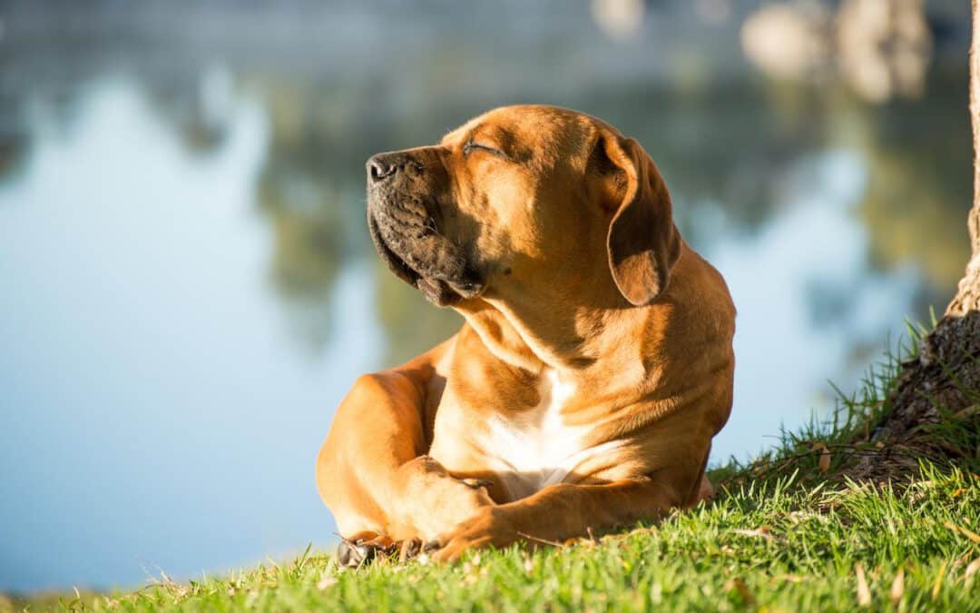 How Hot Is Too Hot For Dogs