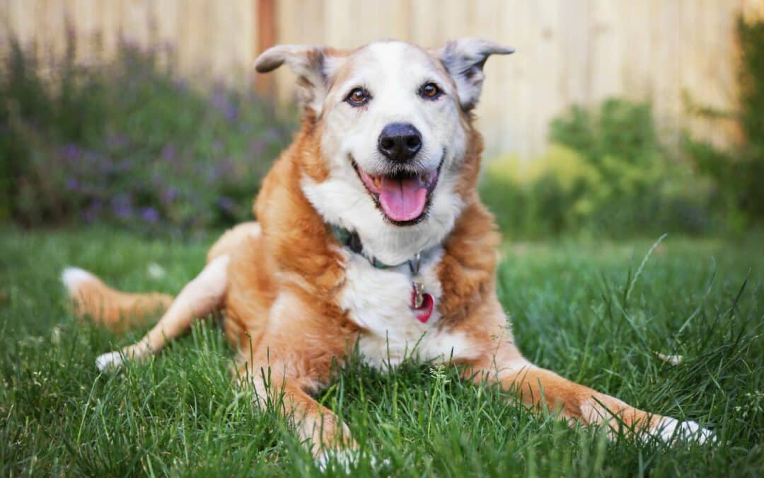 How To Calculate Your Dog’s Age & Convert To Human Years