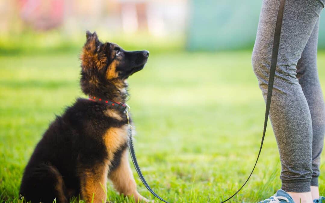 How To Potty Train Your Puppy