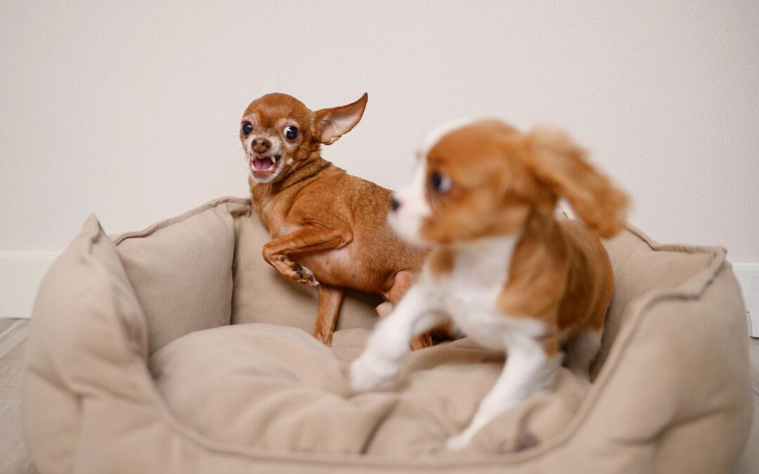 Why Is My Dog Shaking? 8 Common Causes And How To Help Them