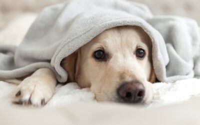 What Should I Do If There’s Blood In My Dog’s Stool?
