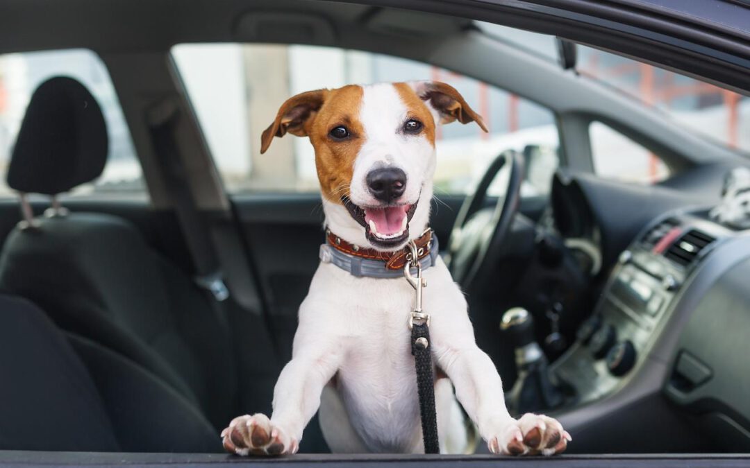 Can You Leave A Dog In A Car On A Cool Day