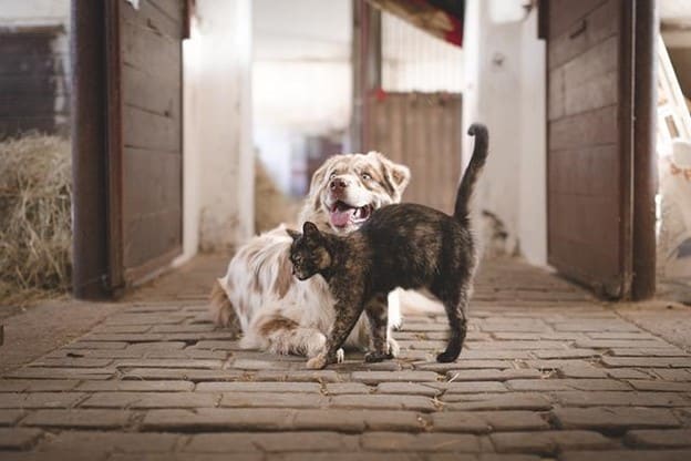 dog and cat inside a barn for scoop masters blog post
