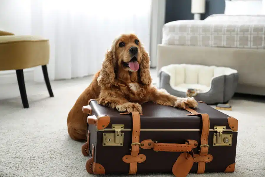 How to Find a Last-Minute Pet Sitter