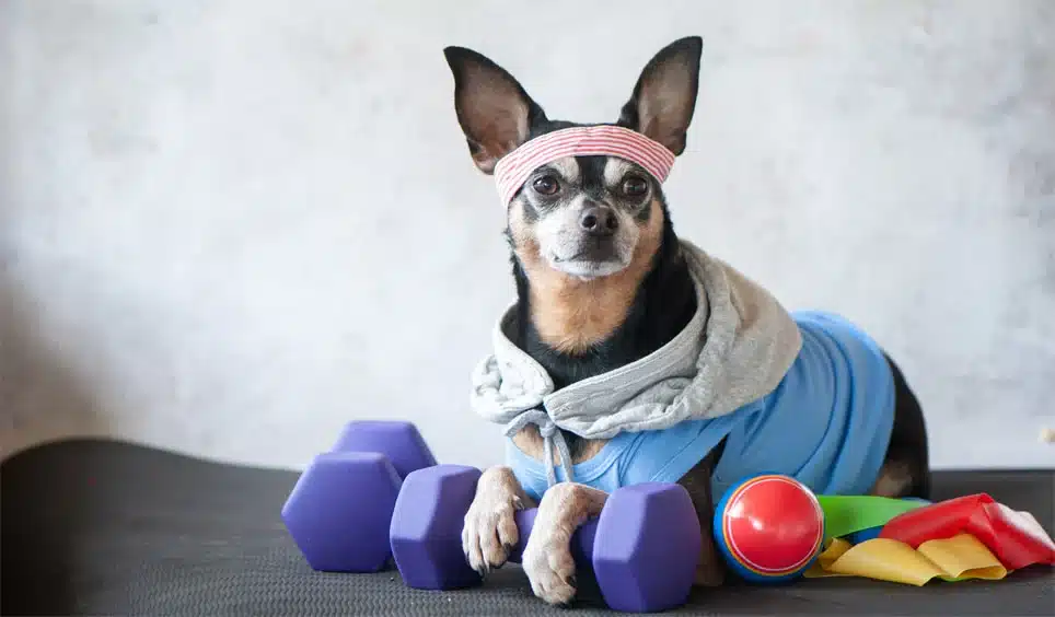 4 Ways That Regular Exercise Impacts Your Dog’s Health