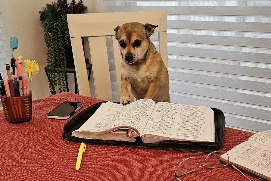 Will Dogs Go to Heaven? The Scoop on the Afterlife for Our Furry Friends