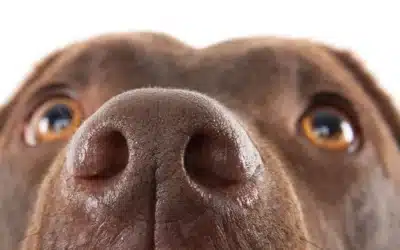 Why is my Dog’s Nose Always Wet? (And Other Soggy Snout Mysteries, Solved!)