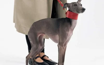 Why Your Dog Deserves a Premium Collar