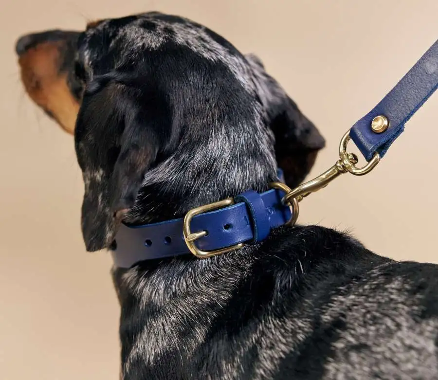 Image of gray and black dog wearing a dog collar provided by TheLilleBjorn