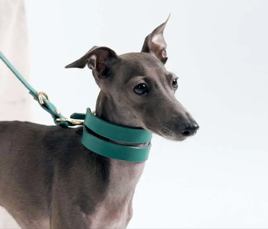 Grey whippet wearing a teal leather dog collar on pet waste removal blog.