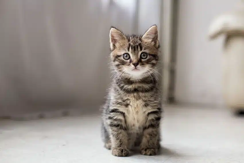 Image of kitten staring straight at you - cute