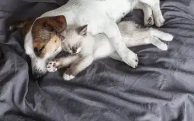 Why Dogs Are Better Than Cats