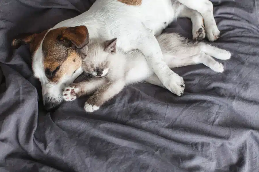 Image of dog and cat sleeping together for scoop masters pet waste removal service website blog