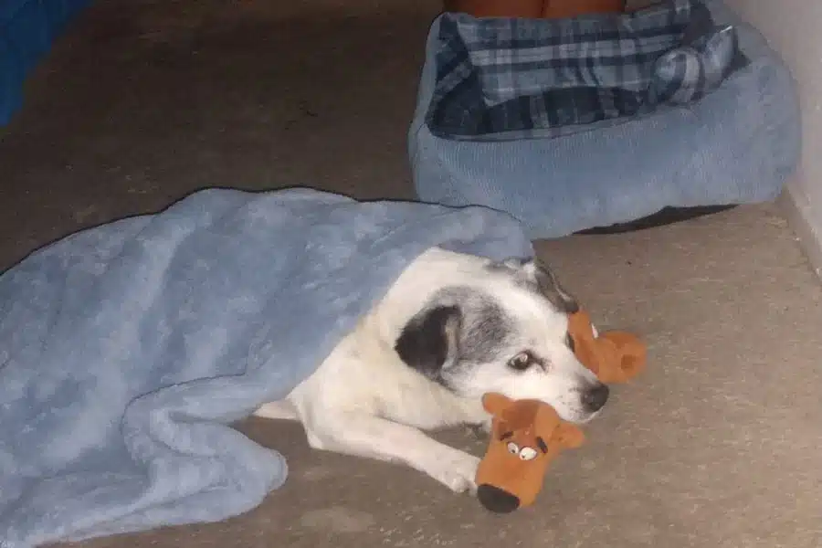 Image mix breed Jack Russell named Oreo who is very old for Scoop Masters Pet Waste Removal Service