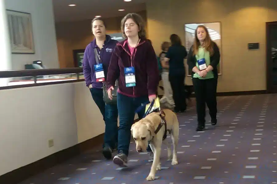 Guide dog training image of white Labrador walking through a hallway.