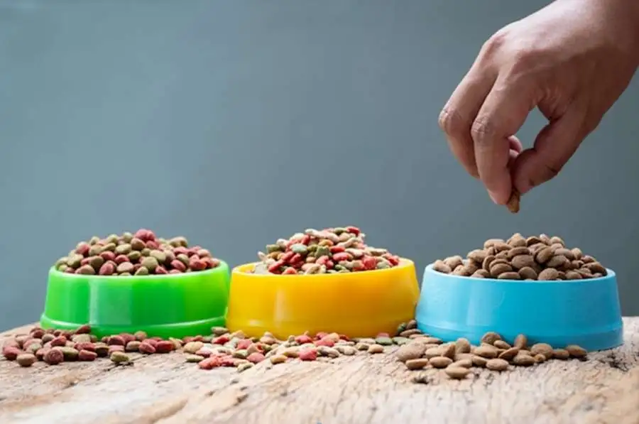 Image of 3 bowls of grain free dog foods for scoop masters pet waste removal blog post. provided by freepik.com