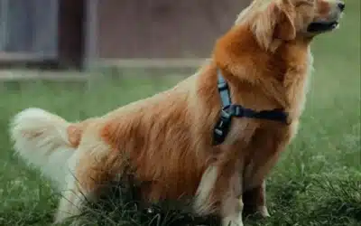 Launching Your Own Eco-Friendly In-Home Pet Care Business